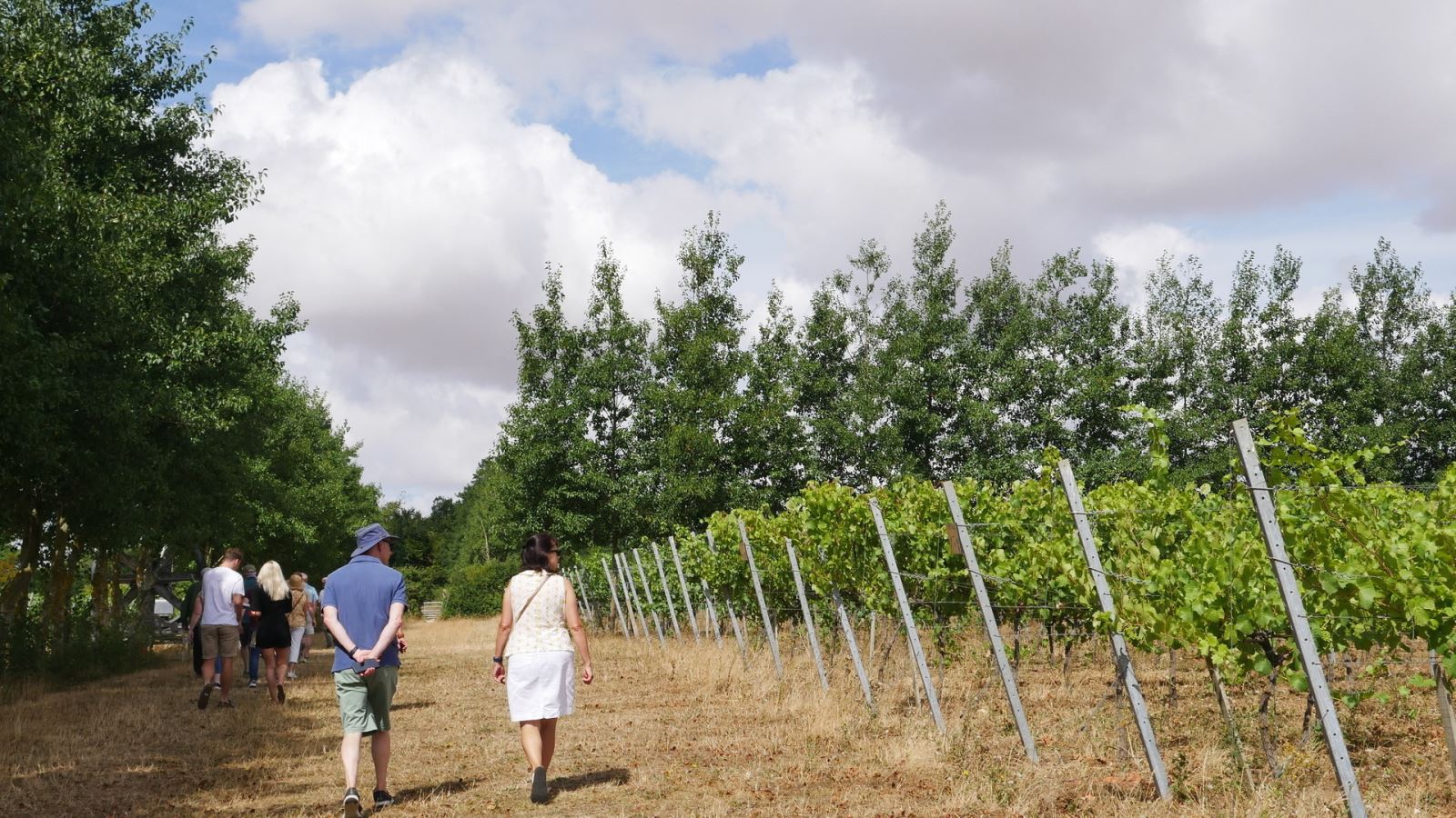 People walking through the vines at Saffron Grange Vineyard